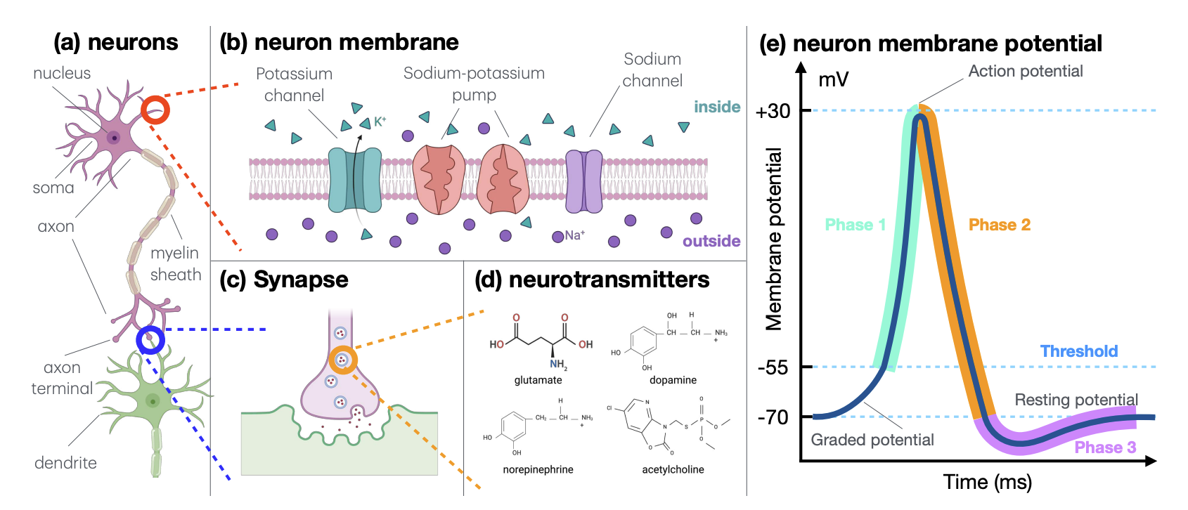 neuro.png